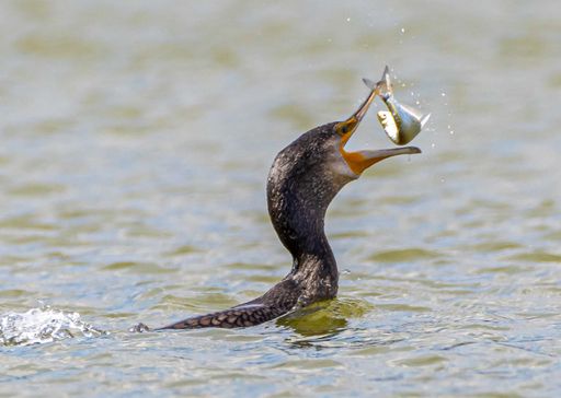 A closeup shot of the Phalacrocorax in the water catching a fish by beak