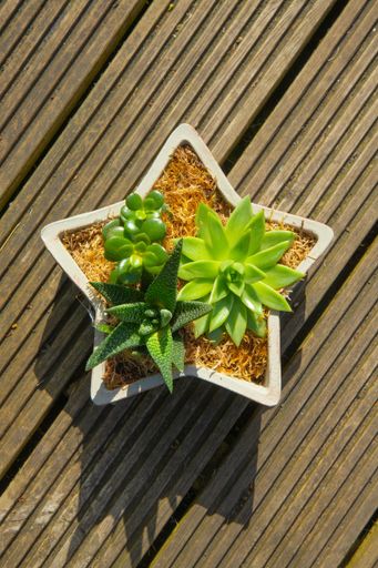 A top view of green succulent plants in small star-shaped pot on metal surface
