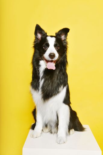 A vertical shot of an adorable border collie sitting on a white chair against a yellow background