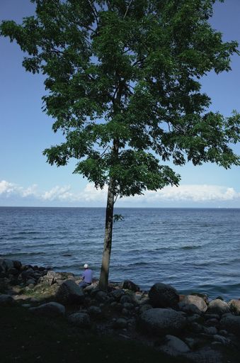 A vertical shot of a person sitting under a tall tree on a rocky shore of a tranquil sea