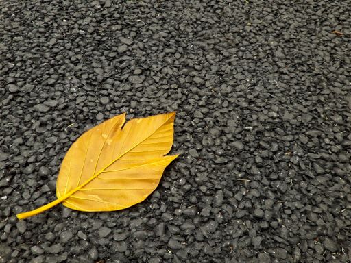 Withered leaves on black asphalt road, Taipei Botanical Garden, Taipei, Taiwan