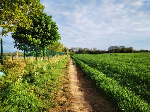 Beautiful view of narrow rural road between trees and fresh green agricultural fields in countryside of England under blue cloudy sky