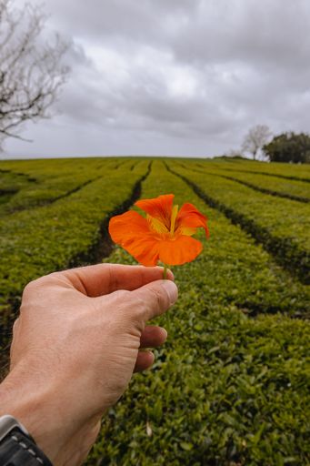 Vertical shot of man's hand holding red flower against the background of green tea plantation in cloudy weather