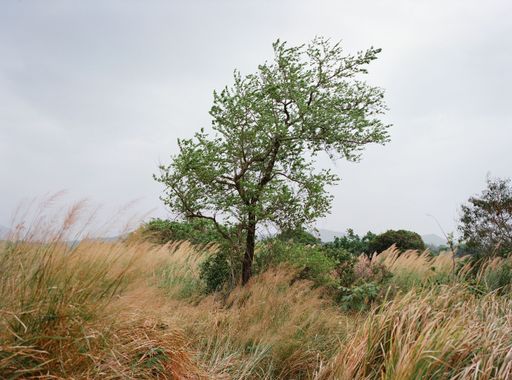 A tree on a grassland near Ping Yeung village in Hong Kong, China