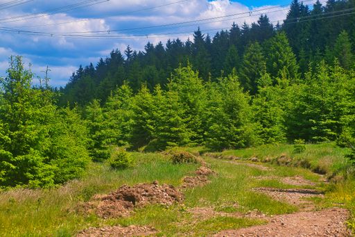 The green spruce forest landscape with a small trail through it