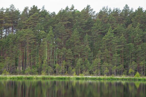 A foggy forest by the lake with reflection in the water