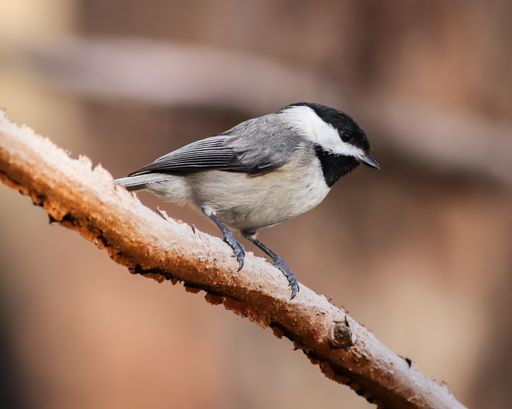 A closeup shot of a carolina chickadee perched on a branch