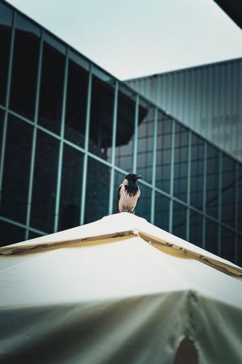 A crow raven perched in front of a modern building