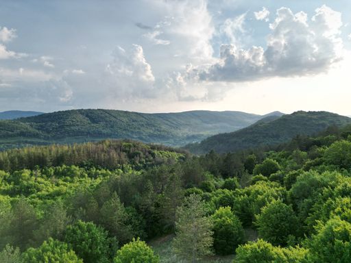 A mesmerizing view of a Forest with mountains under a cloudy sky