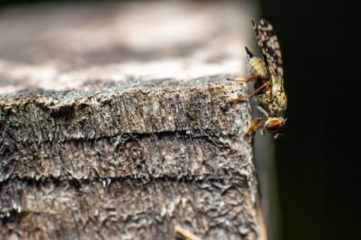 A closeup shot of the horse-fly (Tabanidae) on a wooden surface