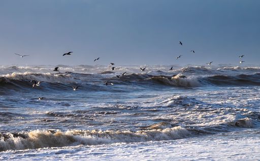the sun shines briefly between winter storm showers, waves and surf are seen to the horizon. Seabirds enjoy the freedom
