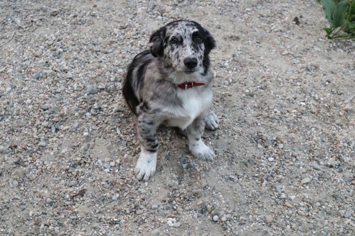A high angle shot of a cute English setter dog sitting on gravel
