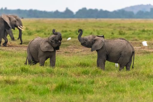 Two young elephants playing together in the savannah in Africa