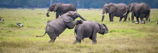 Two young elephants playing together in the savannah in Africa