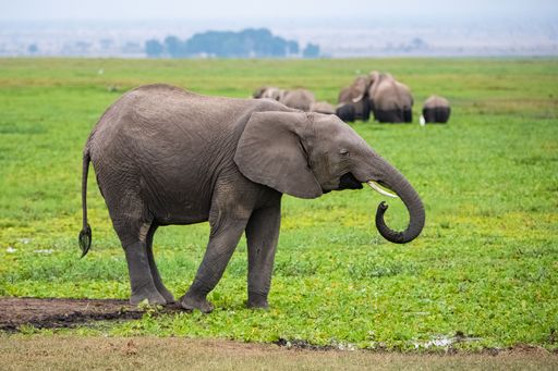 A young elephant drinking in the swamps in Africa, cute animal in the Amboseli park in Kenya