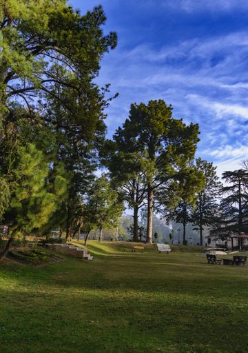 A vertical shot of beautiful tall trees in a park with a blue sky background