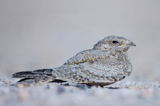 The close-up profile view of a frozen Egyptian nightjar perching on the snow