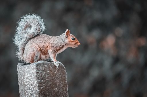 A closeup of the eastern gray squirrel, Sciurus carolinensis on the stone.