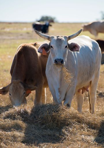 A vertical shot of a brown cow eating hay in a farm next to a white one on blurred background