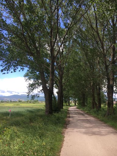 A vertical shot of a road surrounded by lush green nature and vegetation in a rural area in sunlight