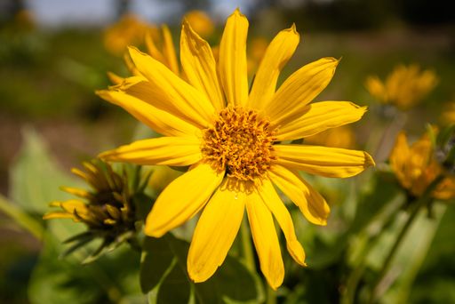 A closeup shot of a yellow daisy flower outdoors in a blurred background