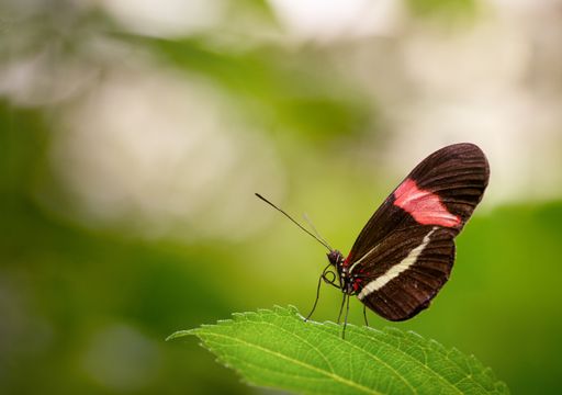 A closeup shot of a beautiful butterfly sitting on a green leaf on blurred background