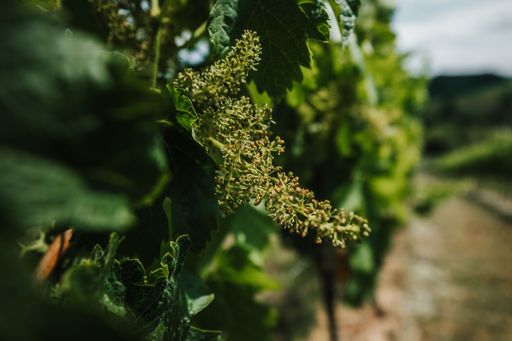 A closeup of young grape plant growing under the sunlight in the vineyard