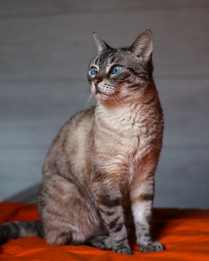 A closeup shot of an adorable cat with blue eyes on blurred background