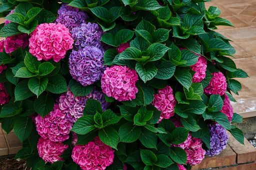A closeup of purple and pink macrophylla hydrangeas covered by green leaves