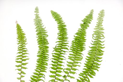 A closeup of fern branches with green leaves isolated on a white background