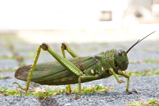 A closeup shot of a green cricket with a blurred background