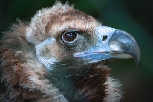A close-up shot of a griffon vulture's head with a blurry background