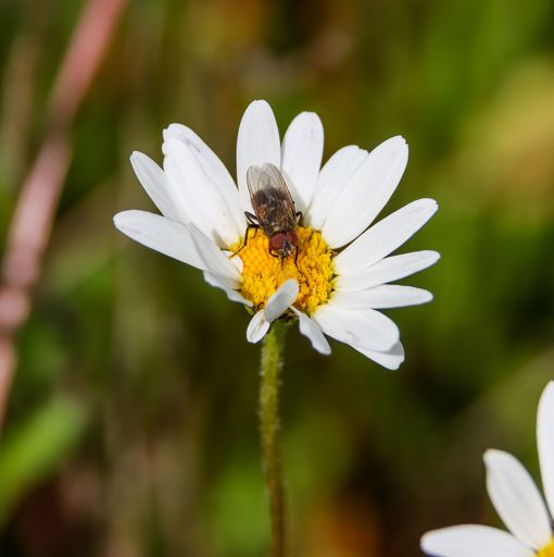 A close-up, vertical shot of a fly on a blossom daisy