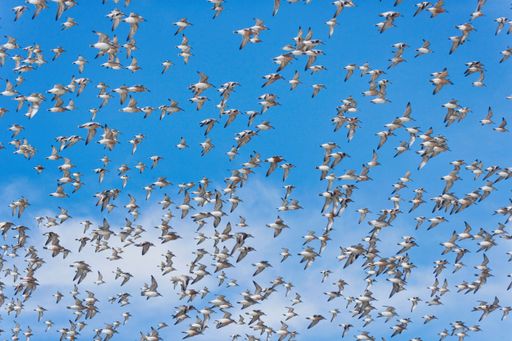 Flocking sandpiper, usually found in large groups, arrive from areas of Russia and overwinter in New Zealand