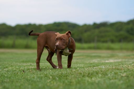A shallow focus shot of a brown american pit bull terrier on a grassy meadow