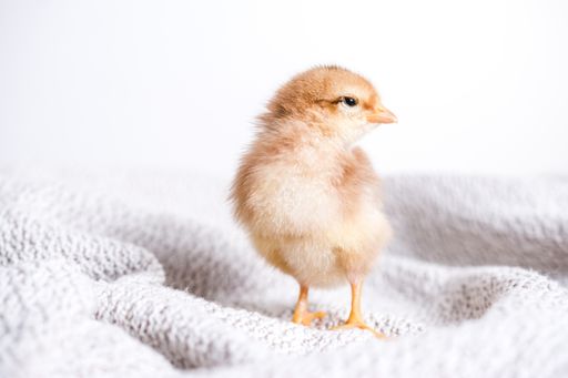 A closeup shot of brown chick on a cloth with a white background