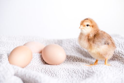 A closeup shot of brown chick and eggs on a cloth with white background