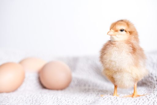 A closeup shot of brown chick and eggs on a cloth with white background