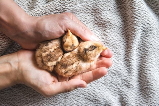 A top view of a person holding brown chicks on a cloth