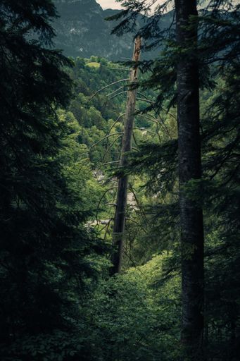 A vertical shot of tall pine trees in the forest
