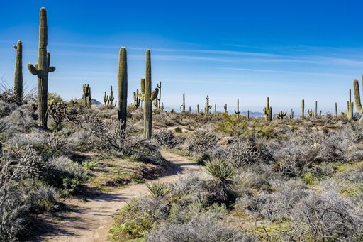 Green cactuses growing in the Sonoran Desert, Scottsdale, Arizona