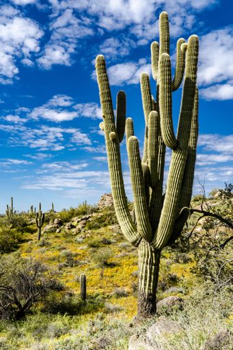 The image shows a beautiful large Saguaro cactus and poppies on the ground around it