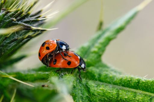 A closeup of mating ladybugs on green leaves
