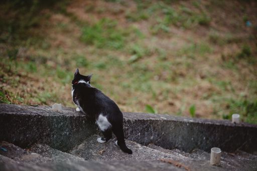 A shallow focus shot of a black and white cat from behind walking toaward the green area