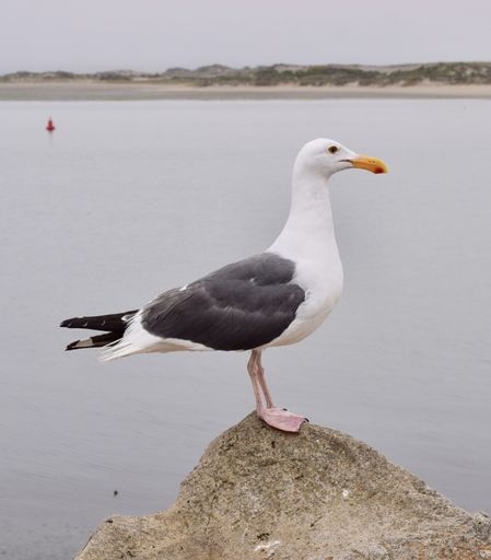 A closeup shot of a seagull standing on the stone