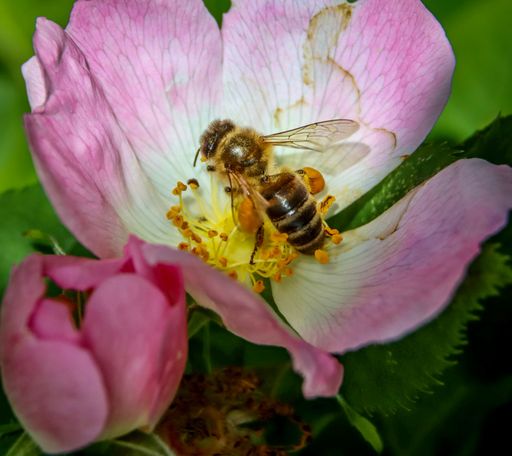 A closeup of a bee on a rose in a garden with blurred background