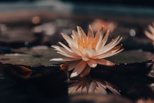 A closeup of a beautiful lotus flower growing in water on a sunny day