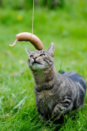 A vertical shot of a cat being tempted by a sausage held over its head in a park