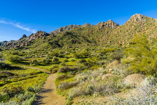 The image shows a view  of the Sonoran desert in Scottsdale, Arizona showing the effect of plentiful rain on the landscape
