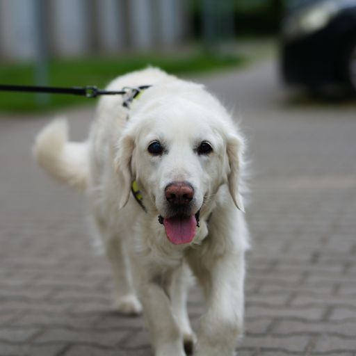 The Golden retriever breed dog walking on a leash in the park, close-up